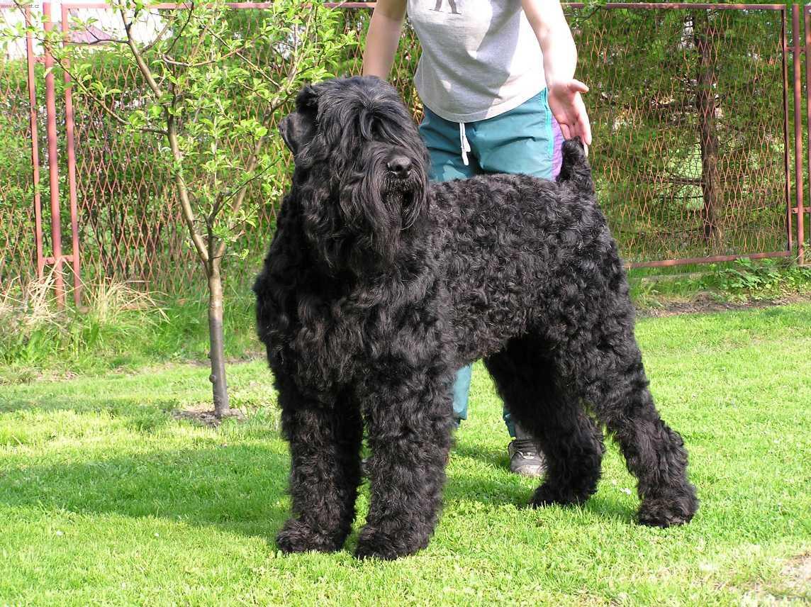 Black Russian Terrier images free, Cute Black Russian Terrier pictures, Pictures of Black Russian Terrier , Black Black Russian Terrier pictures, Black Russian Terrier pics