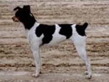Photos: Brazilian terrier (Dog standard) (pictures, images)