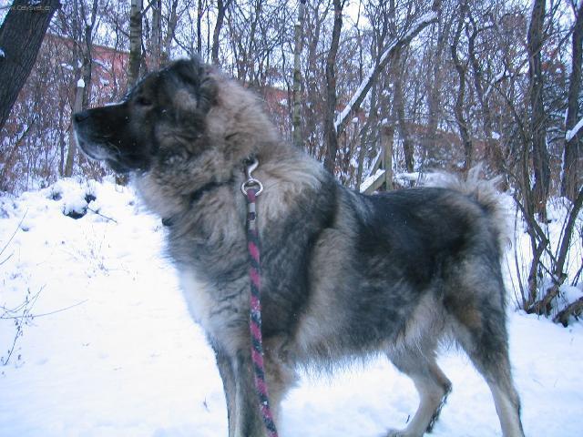 Photos: Caucasian shepherd (Dog standard) (pictures, images)
