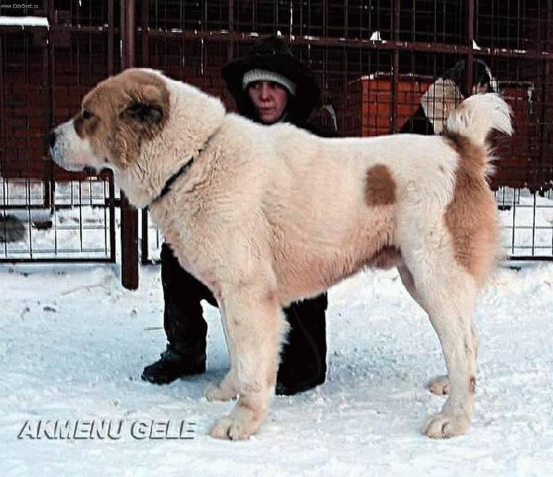 Central Asia Dog