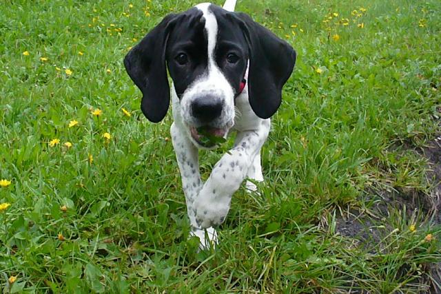 Photos: English pointer (Dog standard) (pictures, images)