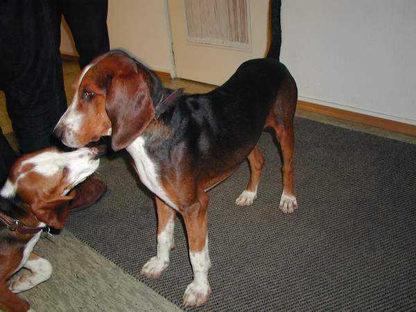 Photos: German hound (Dog standard) (pictures, images)