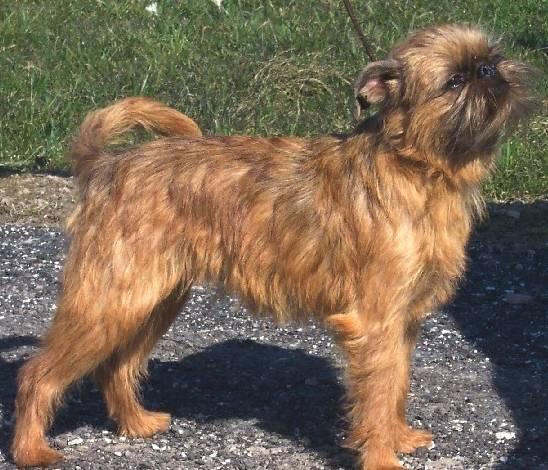 Photo Griffon Bruxellois Dog Standard Griffon Bruxellois Brussels Griffon