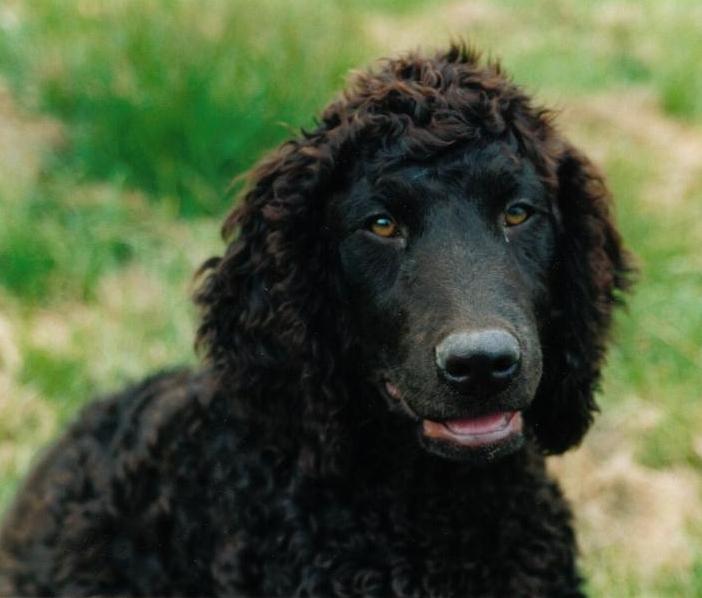 Photos: Irish water spaniel (Dog standard) (pictures, images)