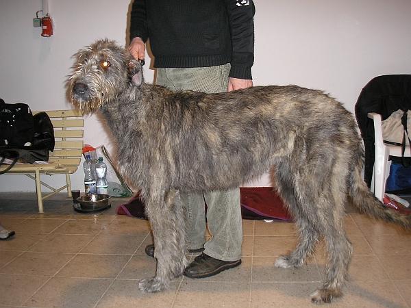 are irish wolfhound the most intelligent dogs