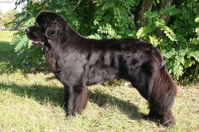 Photo Newfoundland Dog Standard Coloring Pages