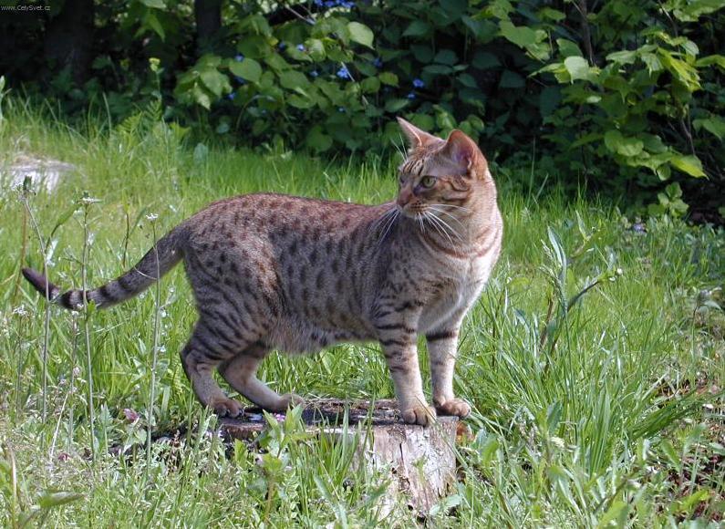 ocicat cat size