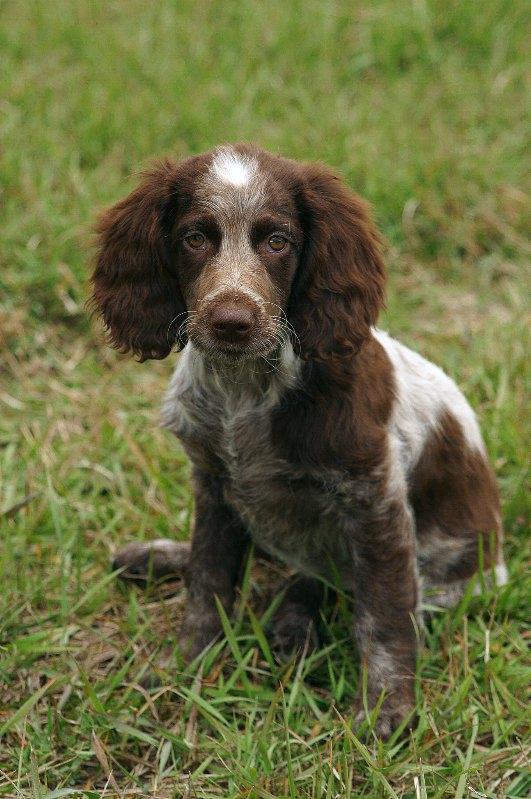 http://www.tiptopglobe.com/big-photo/pont-audemer-spaniel-dog-standard-1.jpg