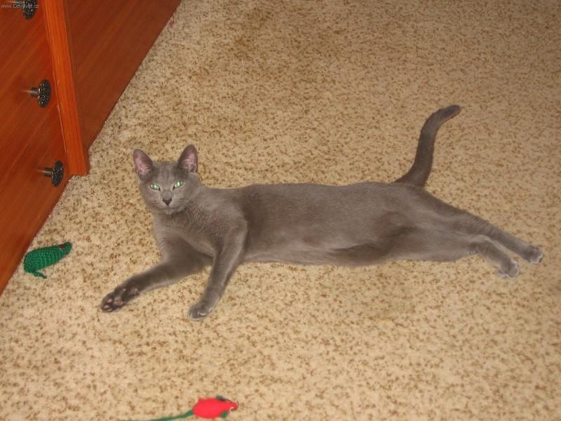 Photos: Russian blue (cat] (pictures, images)
