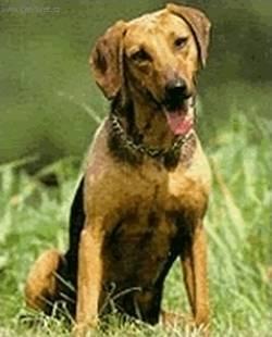 Photos: Serbian hound (Dog standard) (pictures, images)