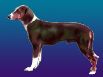 Photos: Serbian tricolour hound (Dog standard) (pictures, images)