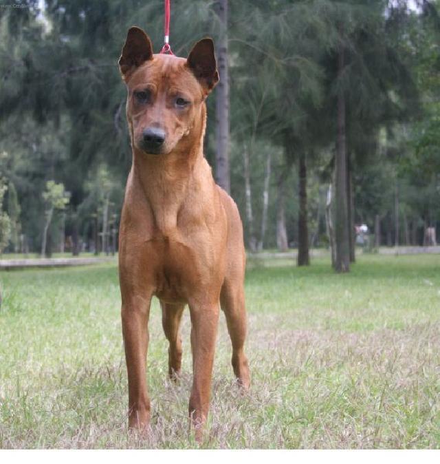 are thai ridgeback the most intelligent dogs