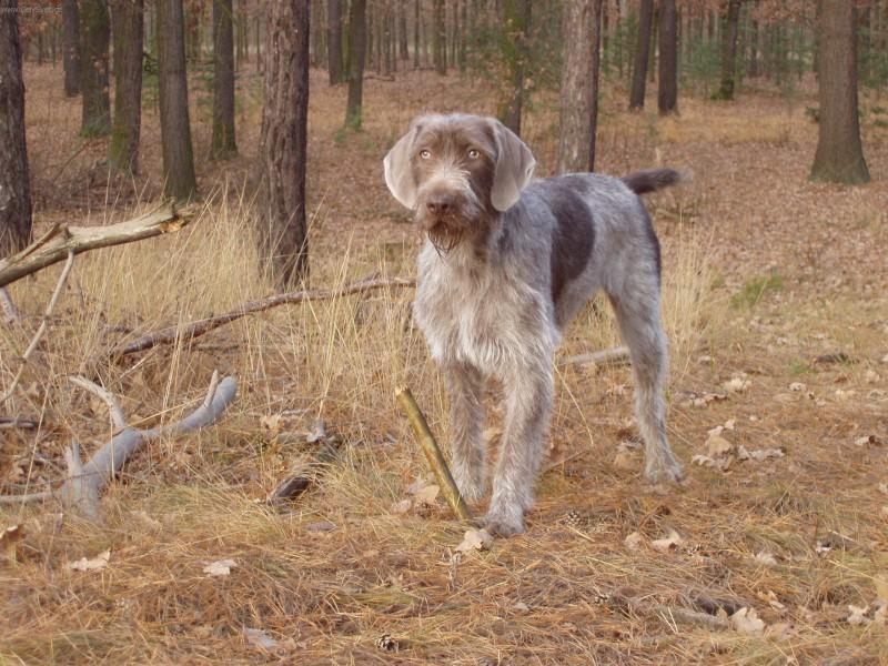 Wirehaired slovakian pointer