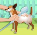 Play game free and online: Dress My Pet
