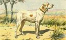 Braque de lArige, Ariege Pointing Dog