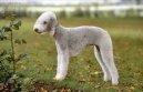 Bedlington terier