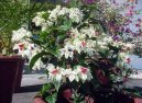 Clerodendrum