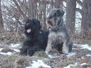 Black Russian Terrier \(Dog standard\)