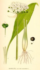 Allium ursinum L