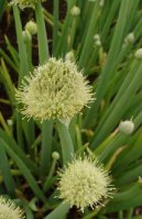 Фотография: Allium cepa