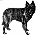 Dutch shepherd dog \\\\\\\\\\\\\\\\\\\\\(Dog standard\\\\\\\\\\\\\\\\\\\\\)