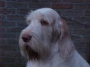 Spinone Italiano, Italian Wire-haired Pointing Dog
