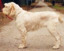 Spinone Italiano, Italian Wire-haired Pointing Dog