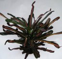 Codieum variegatum pictum