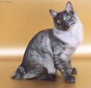 Kurilean bobtail shorthair \(cat\)