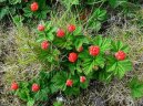 Фотография: Rubus idaeus L.