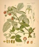 Фотография: Rubus idaeus L.