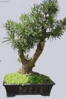 Podocarpus, kamenn tis