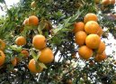Фотография: Citrus aurantium