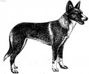 Portuguese podengo \(Dog standard\)