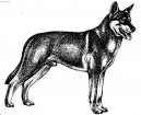 Saarloos Wolfhond