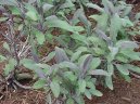 Фотография: Salvia officinalis
