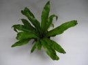 Aslplenium scolopendrium
