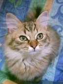 Tiffany cat / Chantilly
