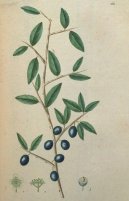 Фотография: Prunus spinosa L.