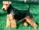 Welsh terrier \\\\\(Dog standard\\\\\)