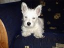 West highland white terrier \\\\\(Dog standard\\\\\)