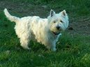 West highland white terrier \\\\\(Dog standard\\\\\)