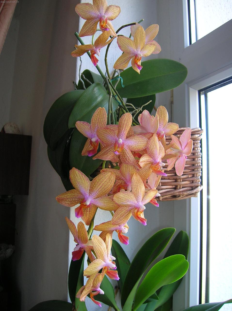 орхидея капучино фото