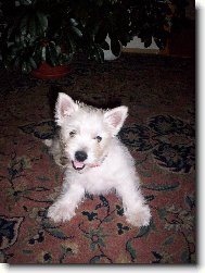 West highland white terrier \\\\\(Dog standard\\\\\)