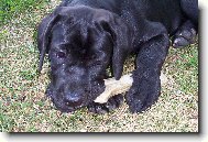 Cane Corso Italiano