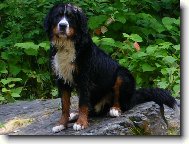 Bernese mountain dog \\\\\\\\\\\\\\\\\\\\\\\\\\\\\\\\\\\\\\\\\\\\\\\\\\\\\\\\\\\\\\\\\\\\\\\\\\\\\\\\\\\\\\\\\\\\\\\\\\\\\\\\\\\\\\\\\\\\\\\\\\\\\\\\\\\\\\\\\\\\\\\\\\\\\\\\\\\\\\\\\\\\\\\\\\\\\\\\\\\\\\\\\\\\\\\\\\\\\\\\\\\\\\\\\\\\\\\\\\\\\\\\\\\\\\\\\\\\\\\\\\\\\\\\\\\\\\\\\\\\\\\\\\\\\\\\\\\\\\\\\\\\\\\\\\\\\\\\\\\\\\\\\\\\\\\\\\\\\\\\\\\\\\\\\\\\\\\\\\\\\(Dog standard\\\\\\\\\\\\\\\\\\\\\\\\\\\\\\\\\\\\\\\\\\\\\\\\\\\\\\\\\\\\\\\\\\\\\\\\\\\\\\\\\\\\\\\\\\\\\\\\\\\\\\\\\\\\\\\\\\\\\\\\\\\\\\\\\\\\\\\\\\\\\\\\\\\\\\\\\\\\\\\\\\\\\\\\\\\\\\\\\\\\\\\\\\\\\\\\\\\\\\\\\\\\\\\\\\\\\\\\\\\\\\\\\\\\\\\\\\\\\\\\\\\\\\\\\\\\\\\\\\\\\\\\\\\\\\\\\\\\\\\\\\\\\\\\\\\\\\\\\\\\\\\\\\\\\\\\\\\\\\\\\\\\\\\\\\\\\\\\\\\\\)