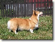 Pembrok Welsh Corgi