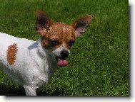 Chihuahua \\\\\(Dog standard\\\\\)