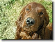 Irish Red Setter