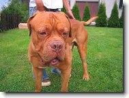 Dogue de Bordeaux